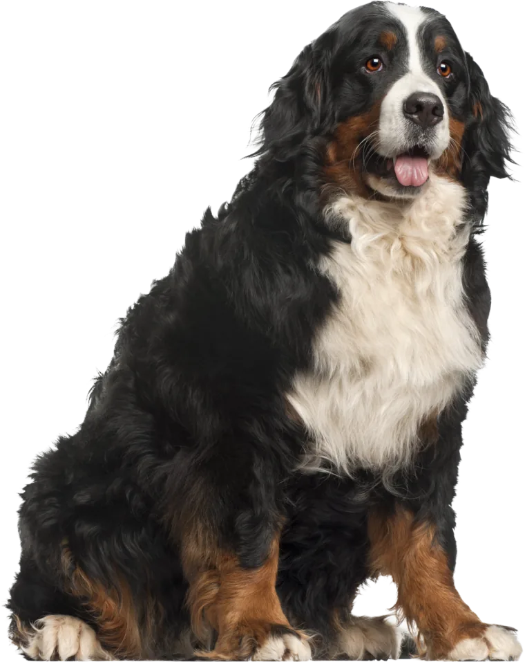 A happy Bernese Mountain Dog